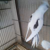 Calopsiti giovani