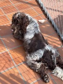 Cocker cioccolato roano