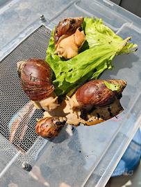 Lumache africane Achatina fulica White