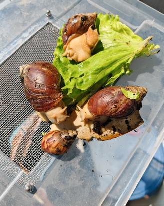Lumache africane Achatina fulica White