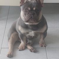 Disponibile Bulldog Francese Lilac Tan Monta