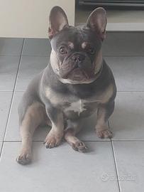 Disponibile Bulldog Francese Lilac Tan Monta