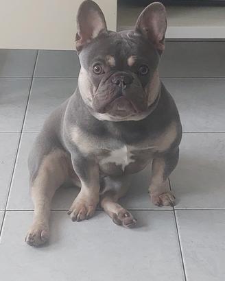 Disponibile Bulldog Francese Lilac Tan Monta