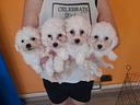 bichon-a-poil-frise