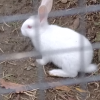 Conigli Albini
