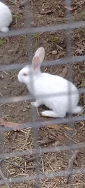 Conigli Albini