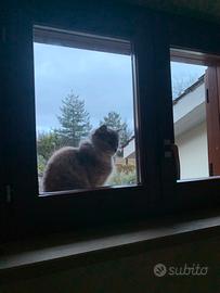 Villa in venfita a Villa Claudia Anzio