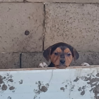 Cuccioli 2 mesi