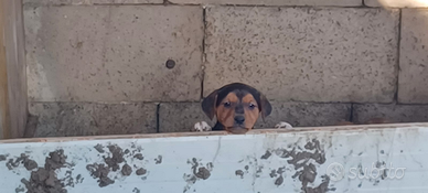 Cuccioli 2 mesi