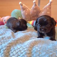 Cuccioli di chihuahua