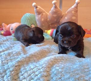 Cuccioli di chihuahua