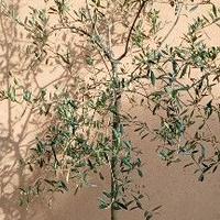 Pianta di olivo