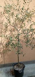 Pianta di olivo