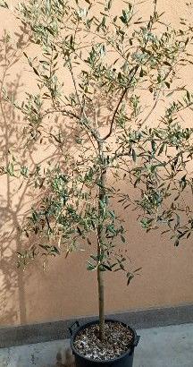 Pianta di olivo