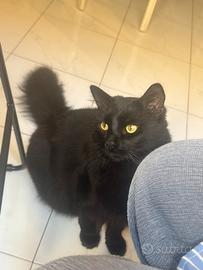 Gatto nero a pelo lungo