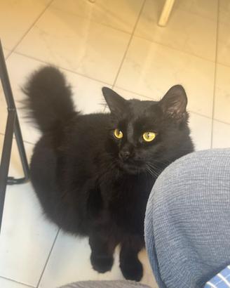Gatto nero a pelo lungo