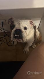 Bulldog inglese