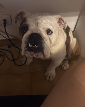 Bulldog inglese