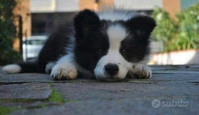 Cuccioli border collie cambio linee di sangue