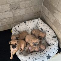 Cuccioli di bulldog francese e chihuahua