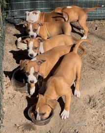 Amstaff/American staffordshire terrier