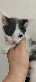 Animali