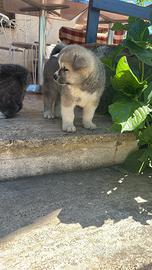 Akita inu