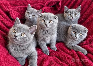 Cuccioli di SCOTTISH blue