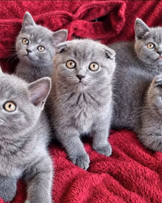 Cuccioli di SCOTTISH blue