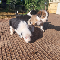 Bordercollie recupero spese