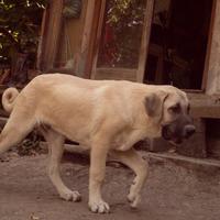 Kangal curdo