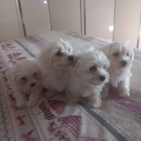 Cuccioli maltese