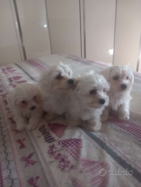 Cuccioli maltese