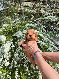 Cocker Spaniel inglese
