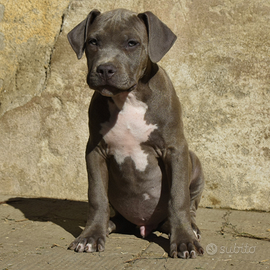 Cuccioli di American Bully XL