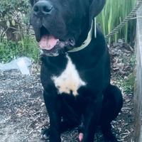 Cane corso LEGGI BENE
