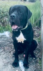 Cane corso LEGGI BENE