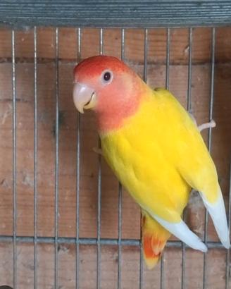 Coppia Inseparabili Produttivi Con Gabbia Inclusa