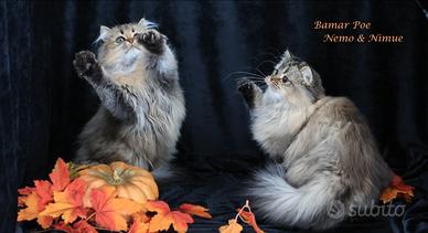 Cuccioli British Long Hair