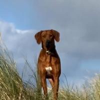 Rhodesian Ridgeback di un anno