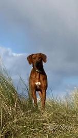 Rhodesian Ridgeback di un anno