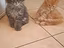 Immagine 4