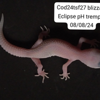 Geco leopardino blizzard Eclipse