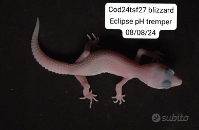 Geco leopardino blizzard Eclipse