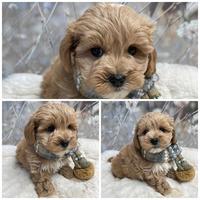 Cuccioli Maltipoo