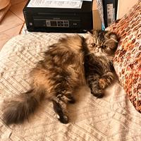 catsitter 