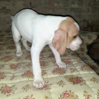 Cucciolini pointer puro