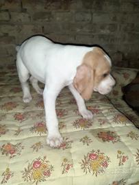 Cucciolini pointer puro