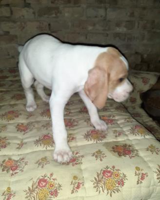 Cucciolini pointer puro