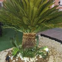 piante
